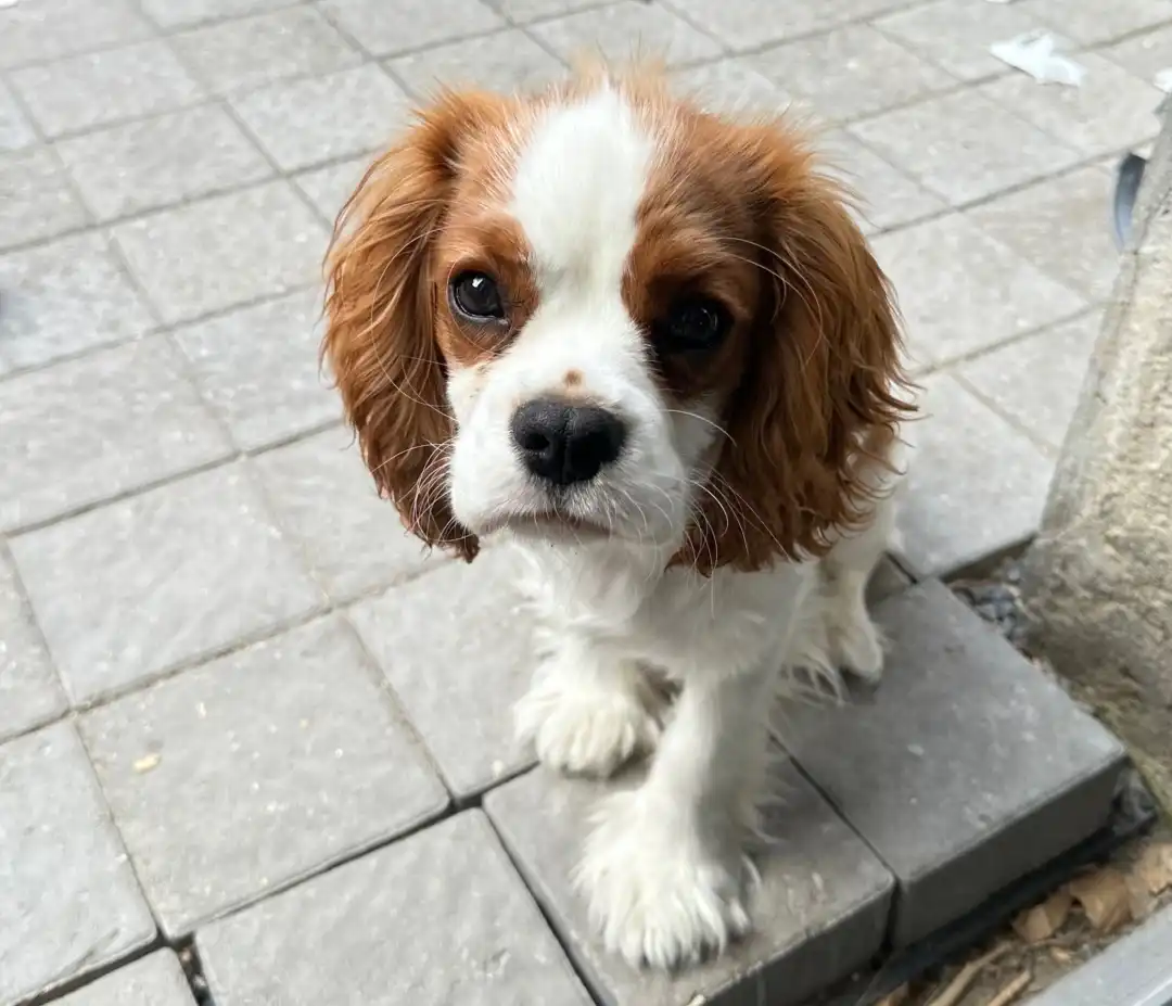 3 month old puppy