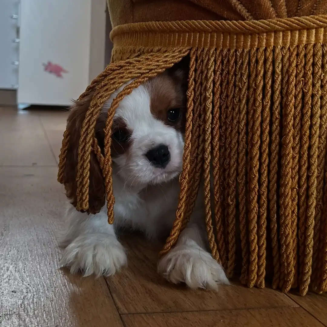 2 month old